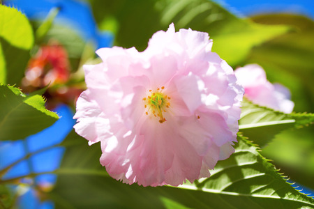 Flowers of sacura blossoms on a spring dayの写真素材