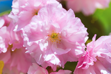 Flowers of sacura blossoms on a spring dayの写真素材