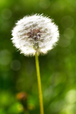 Dandelion flowers with leaves in green grass, spring photoの写真素材