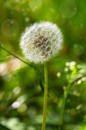 Dandelion flowers with leaves in green grass, spring photoの写真素材