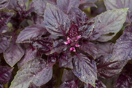 Organic green and purple basil growing in garden. close upの写真素材