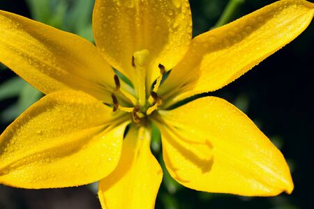 Lily flower with water drops growing in garden. close up