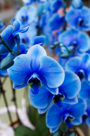 Beautiful blue orchid on flower showの写真素材