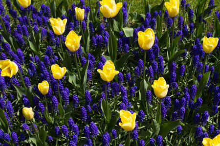 Colorful tulips, hyacinths, lily, hydrangeas, muscari flowers in spring parkの写真素材