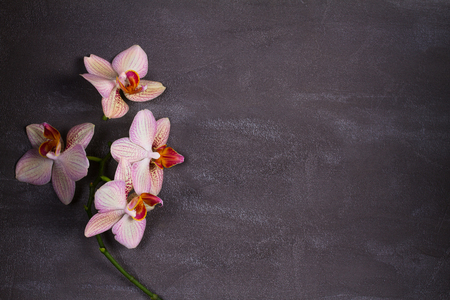 Orchids on gray background with copy space. Flower vintage card, pastel colors. Flat lay, top viewの写真素材