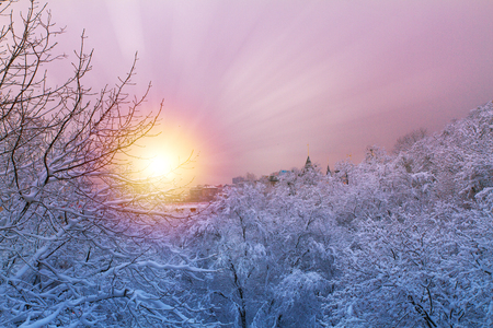Winter background with snowy trees. Beautiful winter landscape with  trees covered with snow  in park and sunriseの写真素材