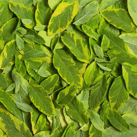 Creative layout made of green leaves. Flat lay. Green leaves background