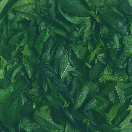 Creative layout made of green leaves. Green texture background surface with leaves. Flat lay,...