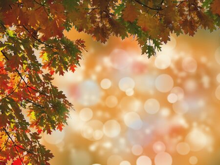 Autumn tree leaves. Abstract autumn nature background.  Banner background with copy space, toned and...