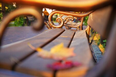 Colorful autumn leaf on the bench in parkの写真素材