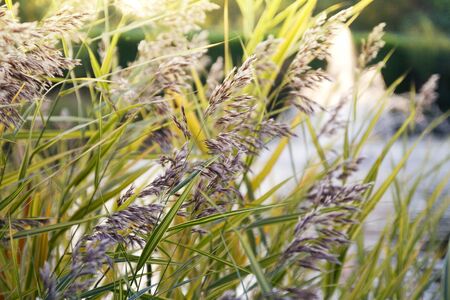 Pastel colored wheat near the lake with fountain in park (beautiful landscape, nature)