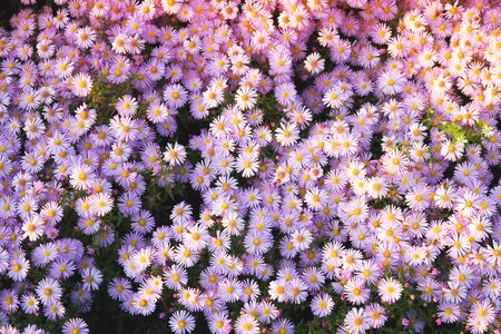 Purple flower background. Flowers in gardenの写真素材