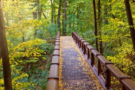 Wooden bridge in forest, park. Nature landscapeの写真素材
