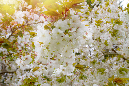 Beautiful spring park with blooming trees. Spring in park, cherry sakura blossoming seasonの写真素材