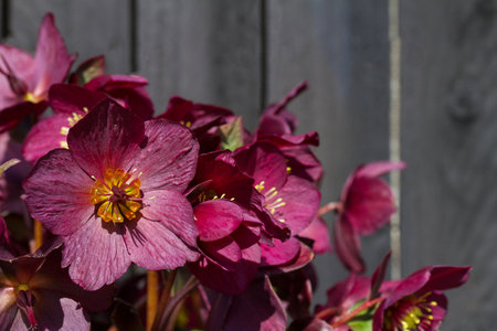 Hellebore magenta flowers in pot in garden. Purple flower blooming against black backgroundの写真素材