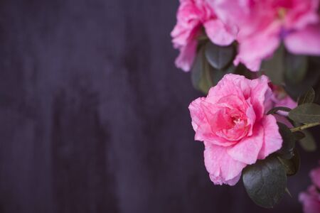 Azalea sobre fondo negroの写真素材