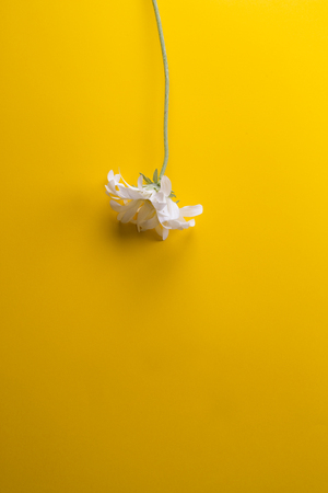Three white flowers on yellow backgroundの写真素材