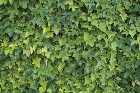 Background of green leaves