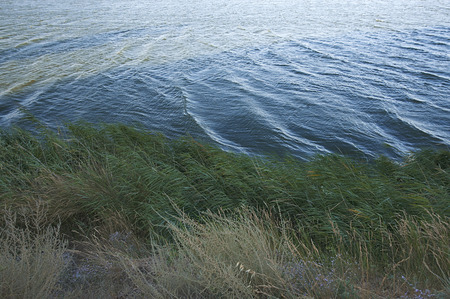 Vegetation along a lakeの写真素材