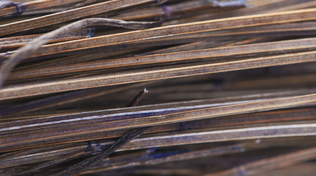Branch bunch on white background. Abstract background.の写真素材