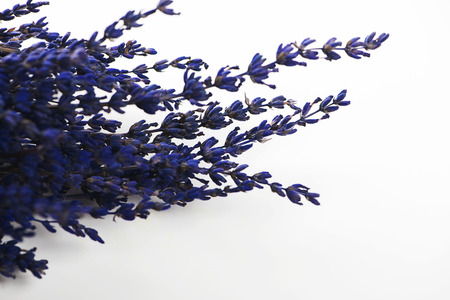 Small rustic blue colored flowers placed in a bunch. Horizontal studio shotの写真素材