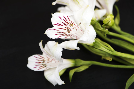 Flowers on black wood background. Lilies. Flowers.の写真素材