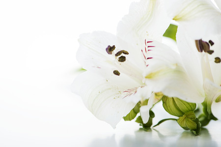 Close-up of a bouquet of lily flowers on white background. Isolated. Copy space. Vertical shoot.