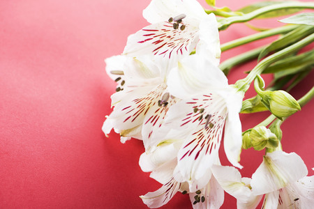 Lily flowers on red background.の写真素材