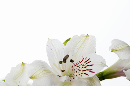 Close-up of lily flower. Isolated. Copy space.の写真素材