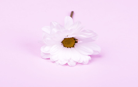 Close-up of a daisy on pink background. Flower isolated.の写真素材
