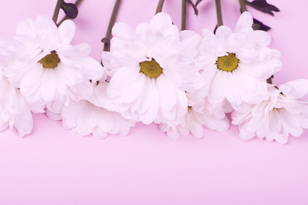 Close-up of daisies on pink background. Flowers isolated.の写真素材