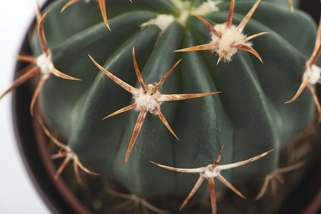 Close-up of green cactus with skewers on white background. Isolated.の写真素材