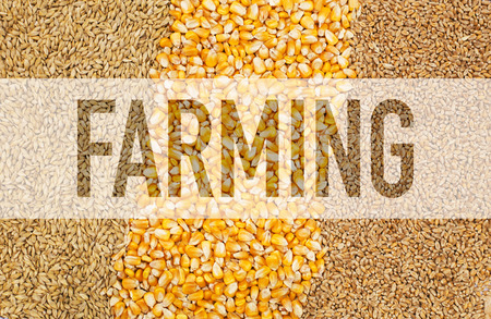 Background of corn and grains with the word Farming written on top. Conceptの写真素材