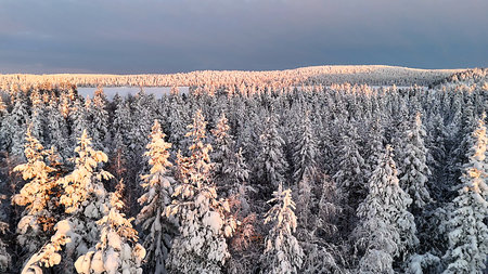 Beautiful SnowCovered Evergreen Forest Bathed in Early Morning Light and Serenityの写真素材