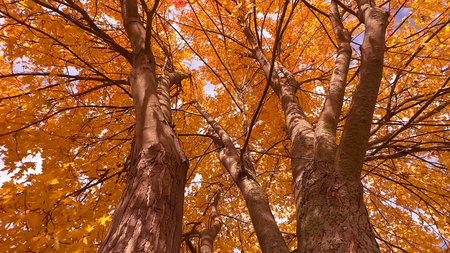 Experience the vibrant hues of Autumn Foliage, with towering trees adorned in golden leavesの写真素材