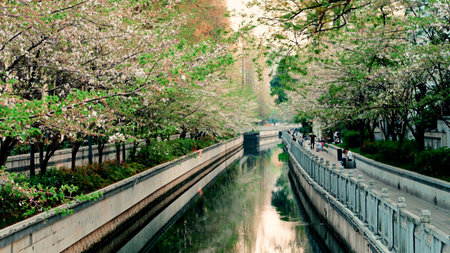 A Serene Spring Scene by the Canal, Showcasing Beautifully Blossoming Trees Nearbyの写真素材