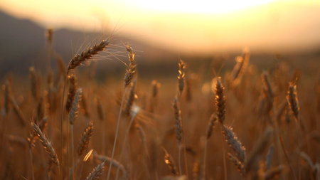 Golden wheat ears glowing at sunsetの写真素材