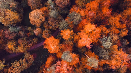 Aerial view of autumn forest canopy with winding roadの写真素材