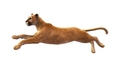 mountain lion leaping, wild animal isolated on white backgroundの写真素材