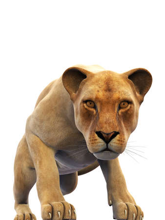 Female lion, lioness, wild animal isolated on white backgroundの写真素材