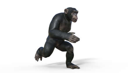 Chimpanzee monkey, primate ape running, wild animal isolated on white background, 3D illustrationの写真素材