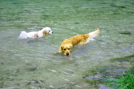 dogs are swimming in the River Trent cold fresh waterの写真素材