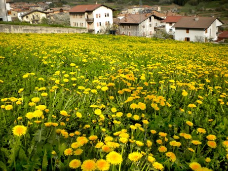 Dandelion field background buzz in the town of Trentino typical area for growing vegetables bilogiciの写真素材