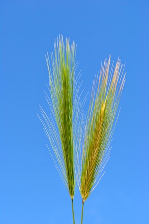 ear corn in the spring with blue skyの写真素材