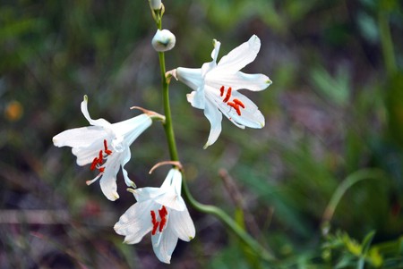 Blue Mountain flower surrounded by lush green vegetation in the valleys of Trentinoの写真素材