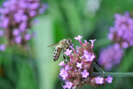 colored flowers in spring with a bouquet and excellent parks and gardens to beautify homesの写真素材