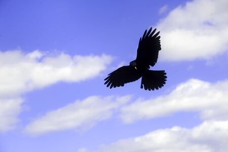 raven flying over the mountains of the Dolomitesの写真素材