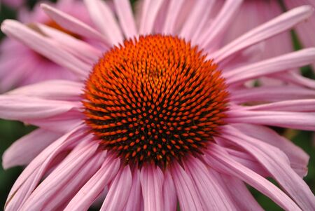 colored flowers in spring with a bouquet and excellent parks and gardens to beautify homesの写真素材