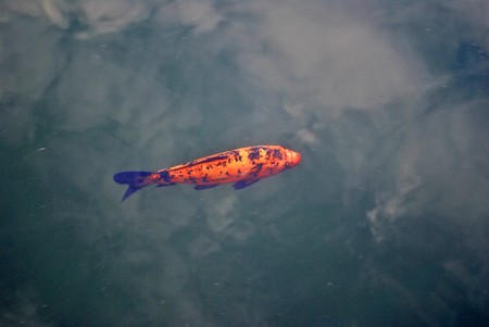 goldfish carp in mountain lakeの写真素材