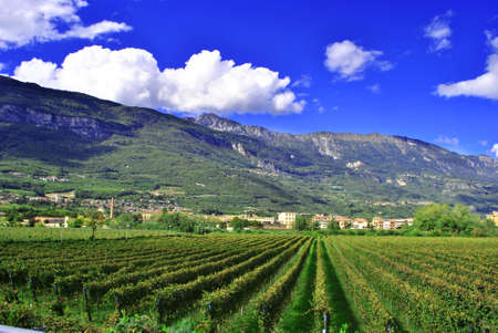 vineyard of Merlot grapes with view of city and mountainsの写真素材